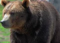 Canada bear attack 2026